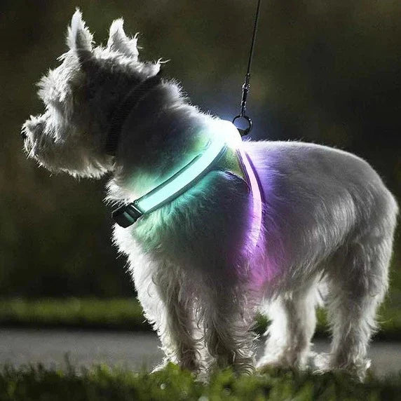 Dog LED Harness | Dog LED Neon Harness | PuppiPals
